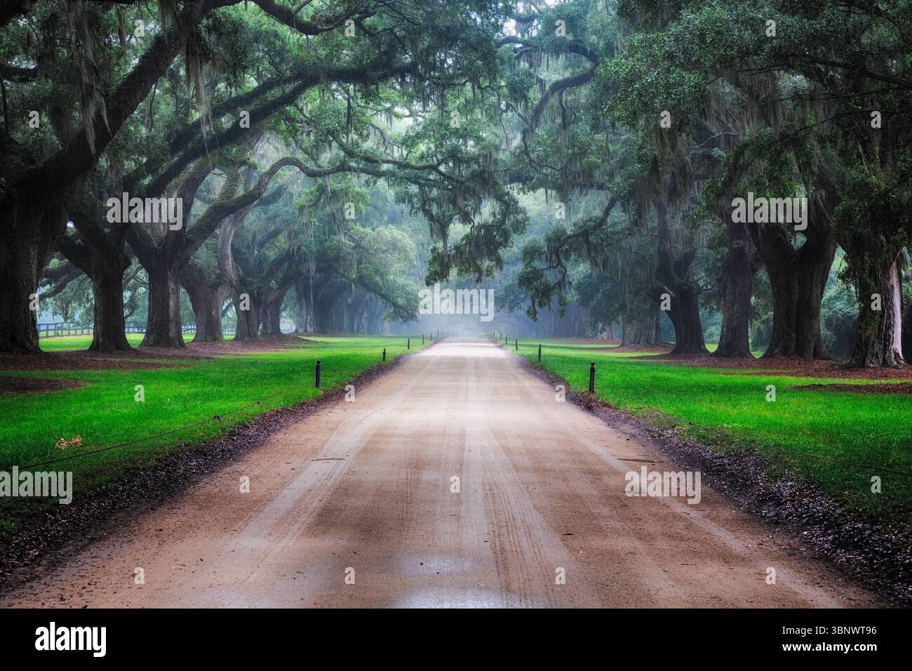 Live Oak Trees Covered Dirt Road, Boone Hall Plantation, Mt Pleasant, Caroline du Sud, États-Unis Banque D'Images