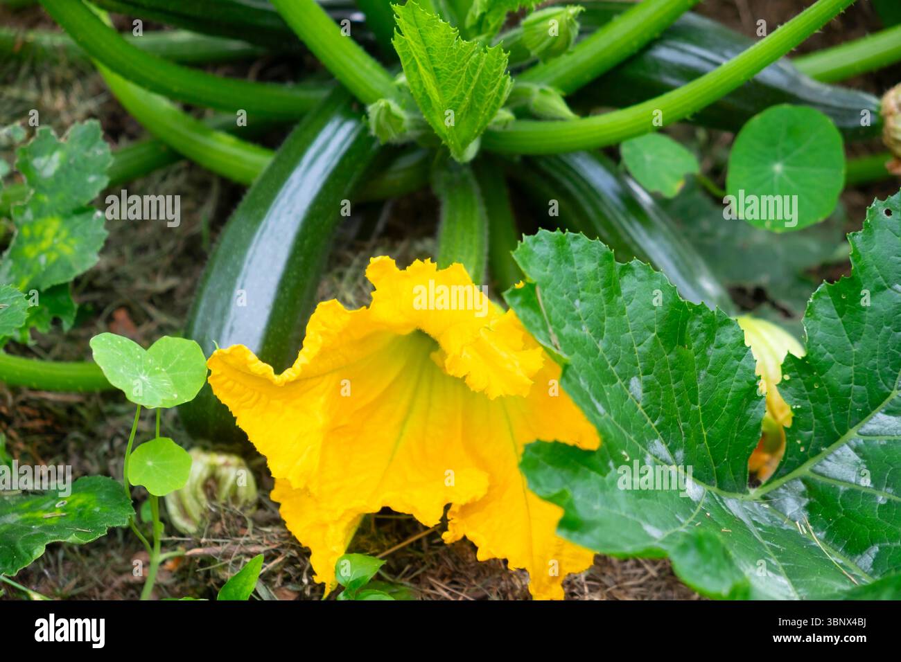 Plante de courgette avec une grande fleur jaune en fleur dans un potager domestique en juillet été 2025 Carmarthenshire Wales UK KATHY DEWITT Banque D'Images