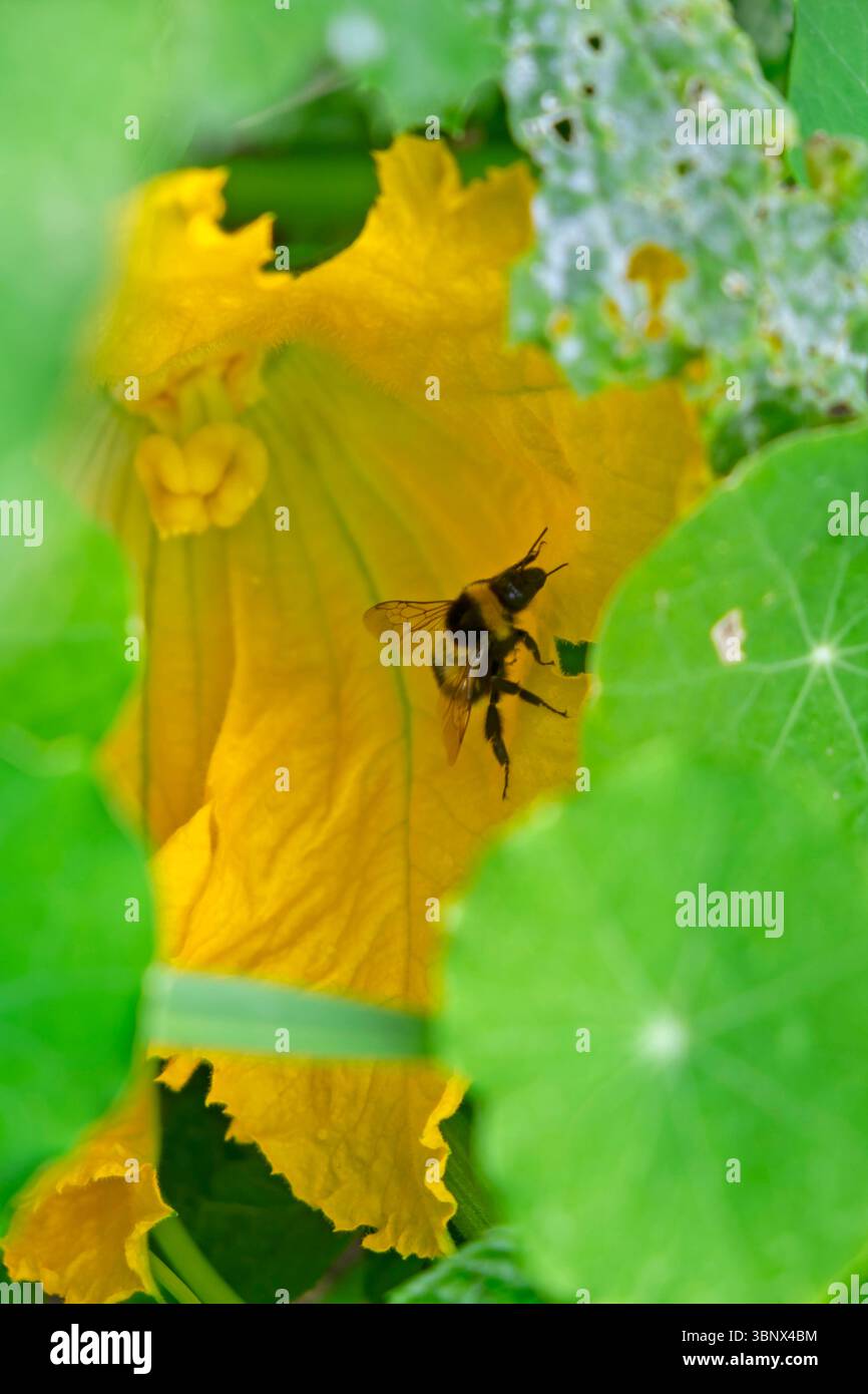 Gros plan de la plante de courgette avec abeille sur fleur jaune en fleurs poussant dans le potager en juillet été 2025 Carmarthenshire Wales UK KATHY DEWITT Banque D'Images