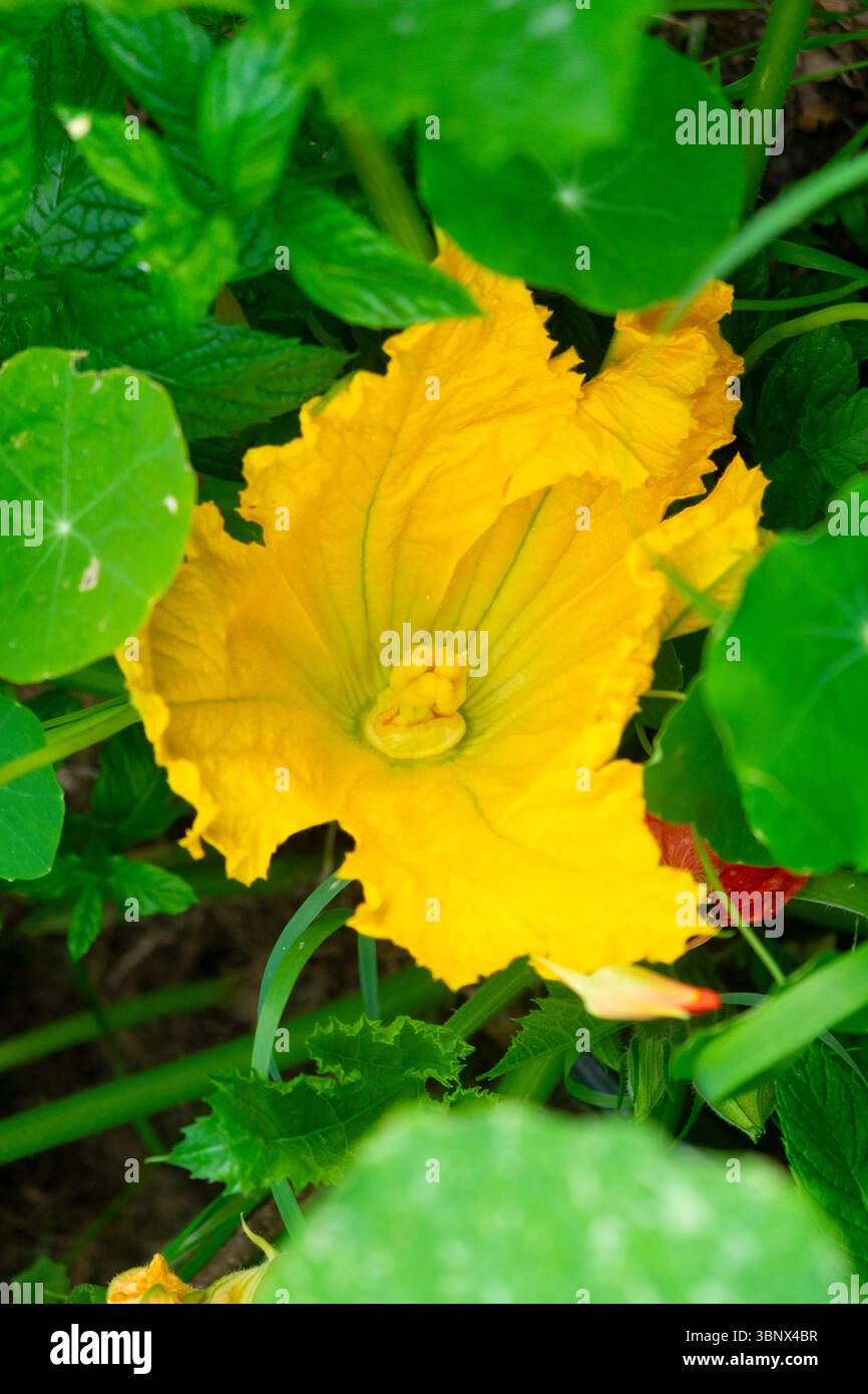 Plante de courgette avec une grande fleur jaune en fleurs poussant dans un potager domestique en juillet été 2025 Carmarthenshire Wales UK KATHY DEWITT Banque D'Images