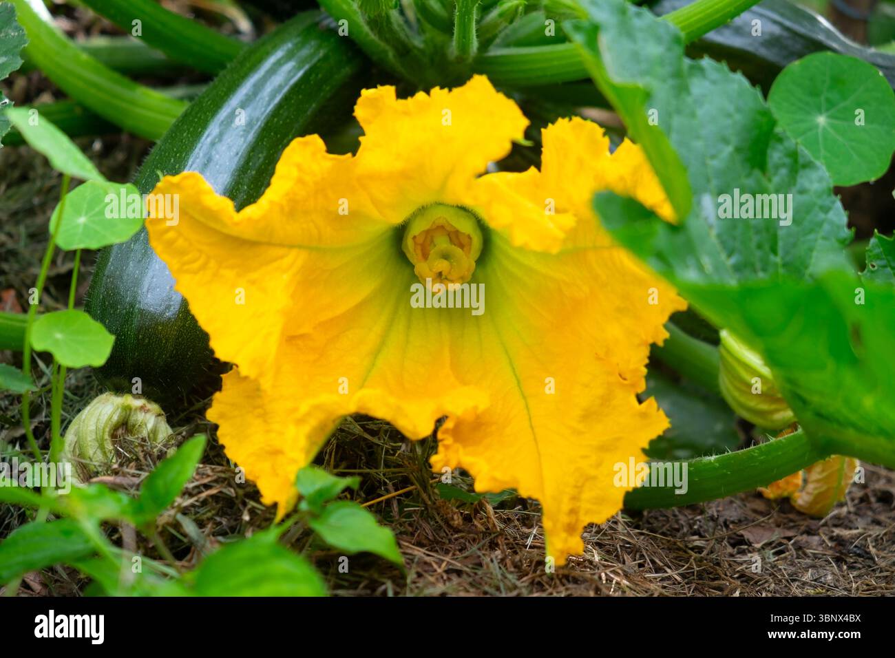 Plante de courgette avec une grande fleur jaune en fleur dans un potager domestique en juillet été 2025 Carmarthenshire Wales UK KATHY DEWITT Banque D'Images