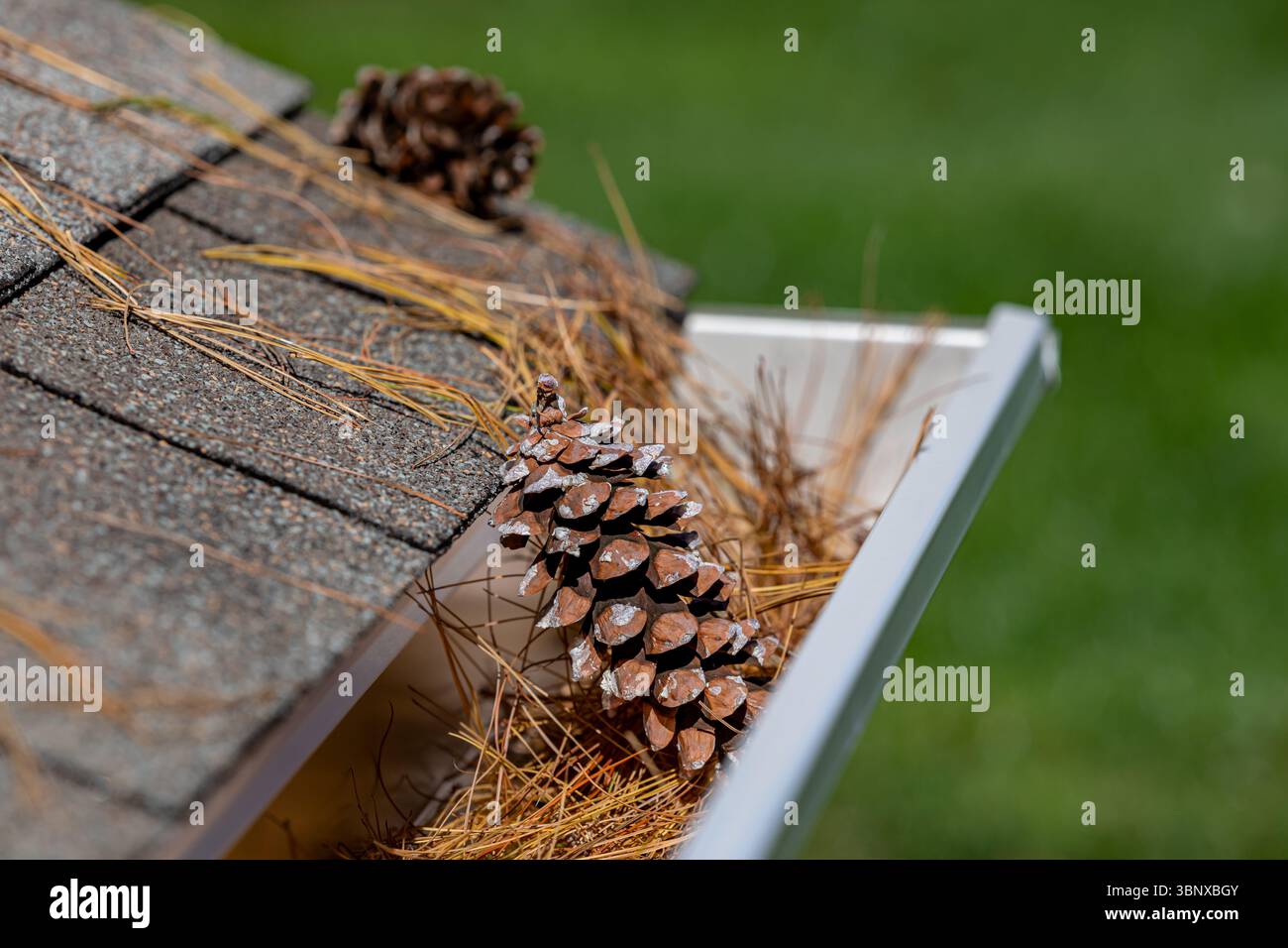 Gros plan de gouttière de pluie de maison bouchée par de la paille de pin, des aiguilles et des pommes de pin des arbres en automne. Entretien de la maison, travaux de triage et concept de dommages au toit Banque D'Images