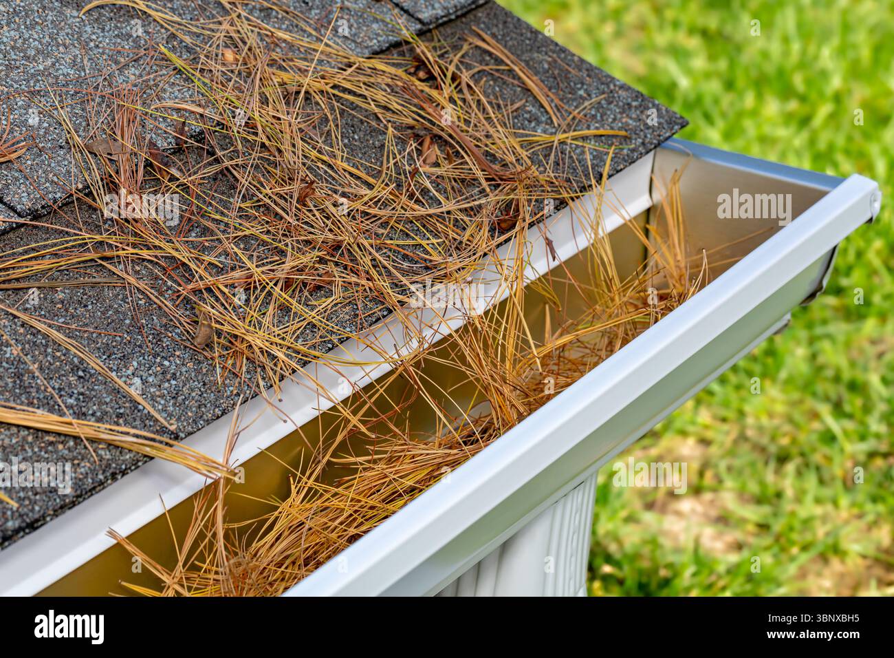 Gros plan de gouttière de pluie de maison bouchée par de la paille de pin, des aiguilles et des pommes de pin des arbres en automne. Entretien de la maison, travaux de triage et concept de dommages au toit Banque D'Images