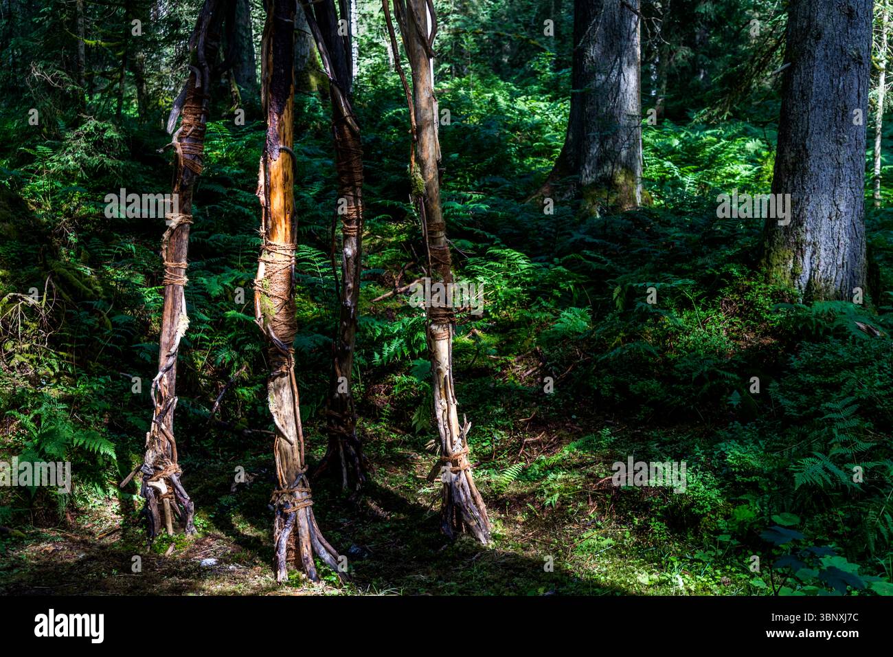 L'œuvre d'art naturelle "Waldschreiter" (Forest Walker) de Fabienne Baumann et Gedeon Regli se montre ici à travers les quatre jambes en forme de branche, enveloppées de vignes, de la figure, s'élevant du sol forestier de la Gerschnialp près d'Engelberg. Chaque morceau de bois utilisé porte des traces visibles d'eau, de vent et de temps. La créature semblable à une girafe fait partie de l'exposition 2025 "Outlook – Insight" sur le Gerschnialp Land Art Trail, Engelberg, canton d'Obwald, Suisse. Banque D'Images