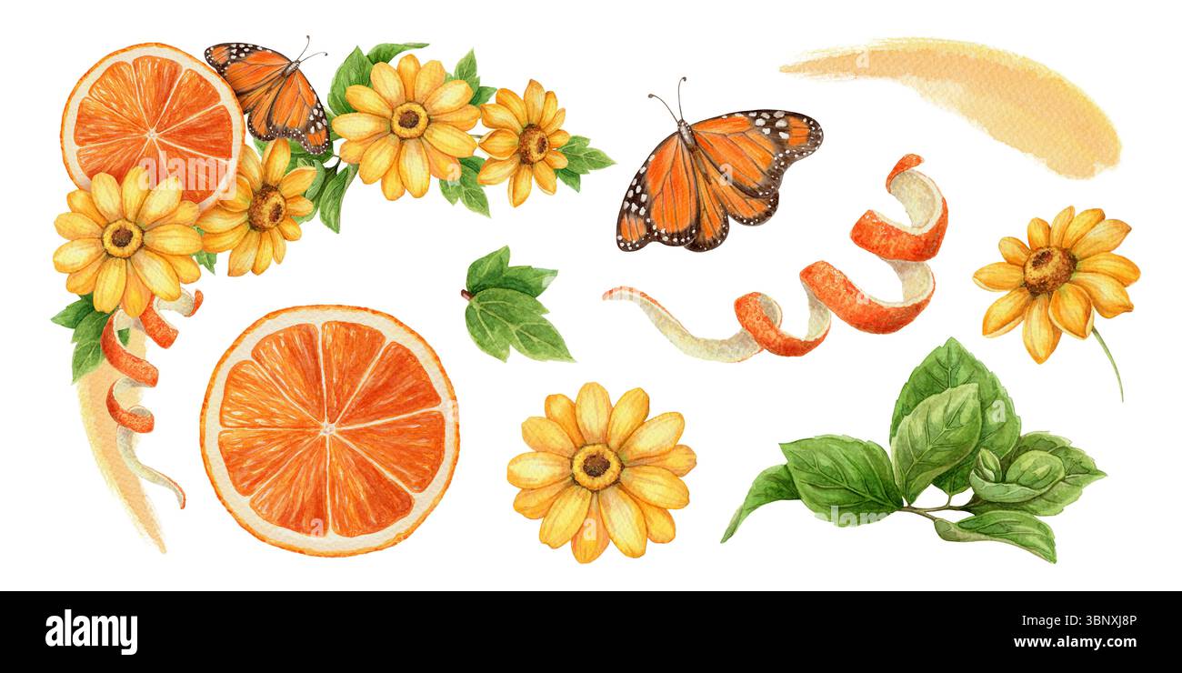 Ensemble de tranche orange et papillon monarque dans un style aquarelle réaliste. La fleur jaune d'Helianthus et les éléments botaniques forment un tropical vif Banque D'Images