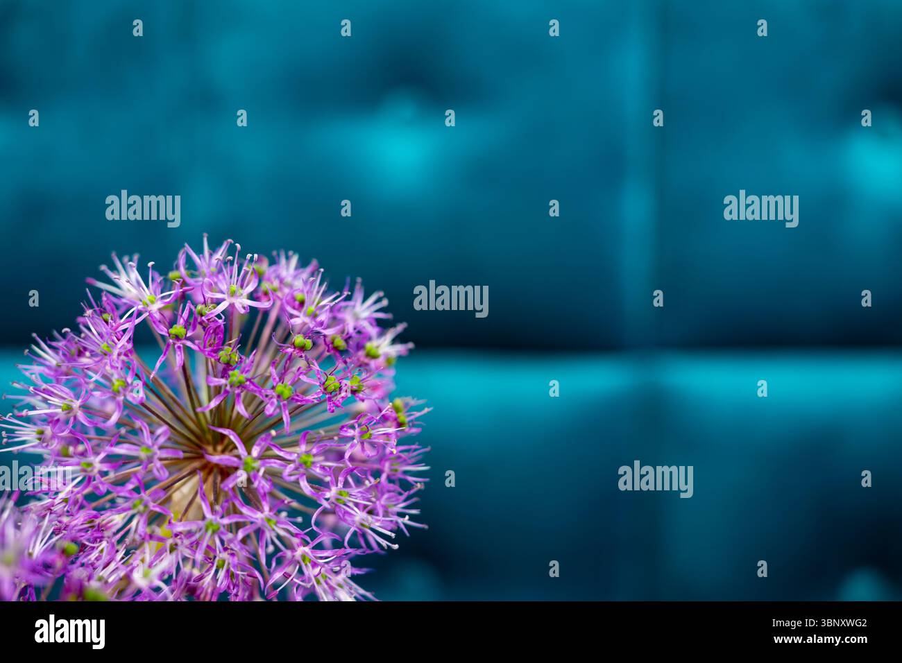 Une fleur violette frappante aux pétales complexes se distingue sur un fond sarcelle lisse, soulignant un équilibre entre nature et décor contemporain Banque D'Images