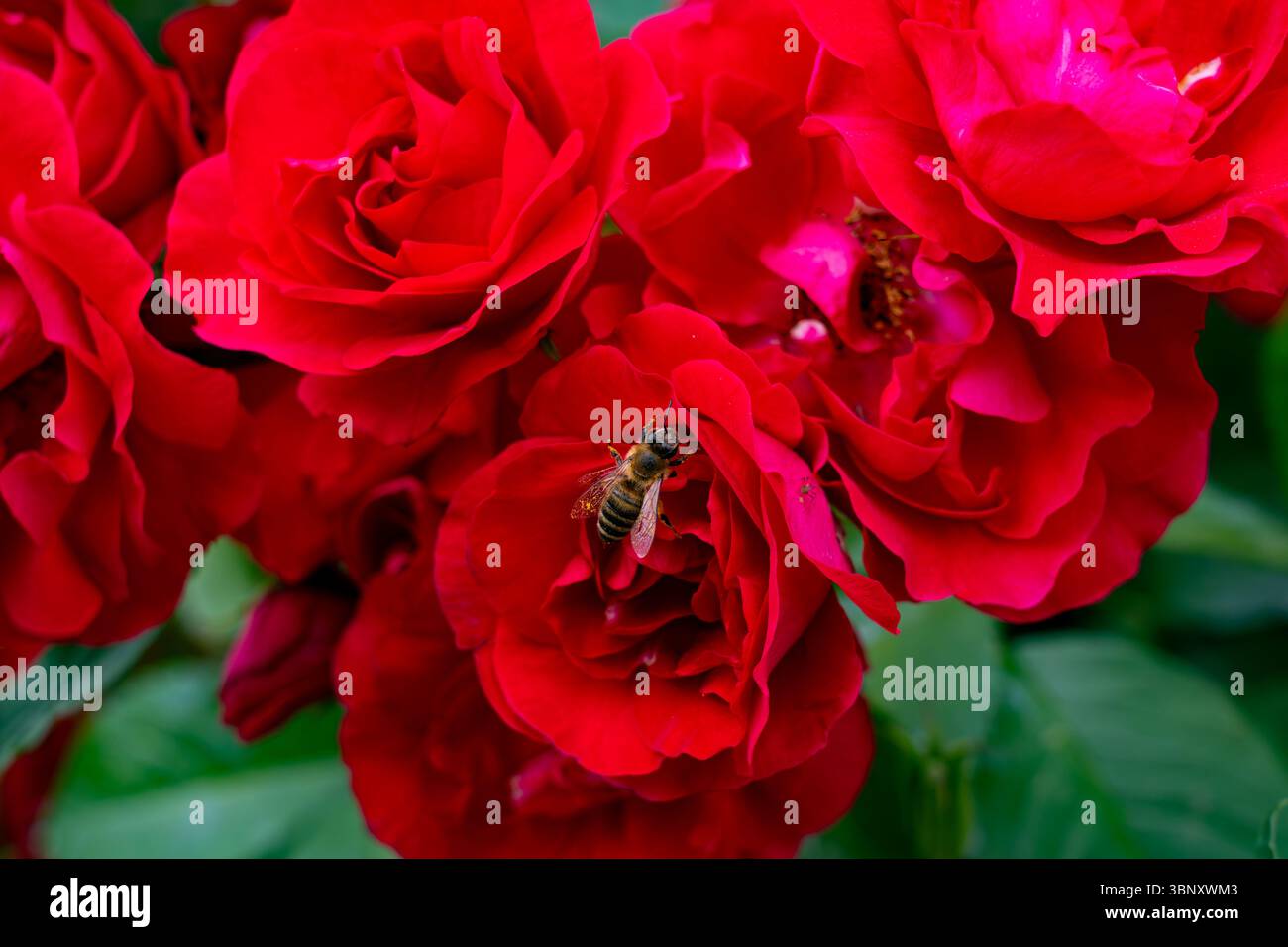 Dans un jardin florissant, les abeilles pollinisent avec impatience des roses rouges vives sous la lumière chaude du soleil, entourées d'un fond vert luxuriant rempli de colorf Banque D'Images
