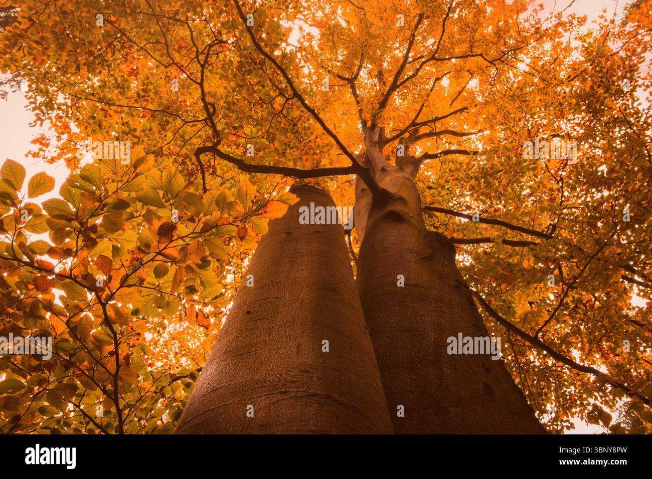 Deux grands troncs d'arbre se dressent contre le ciel pâle dans un design plat, avec des feuilles orange Banque D'Images Deux grands troncs d'arbre se dressent contre le ciel pâle dans un design plat, avec des feuilles orange Banque D'Images