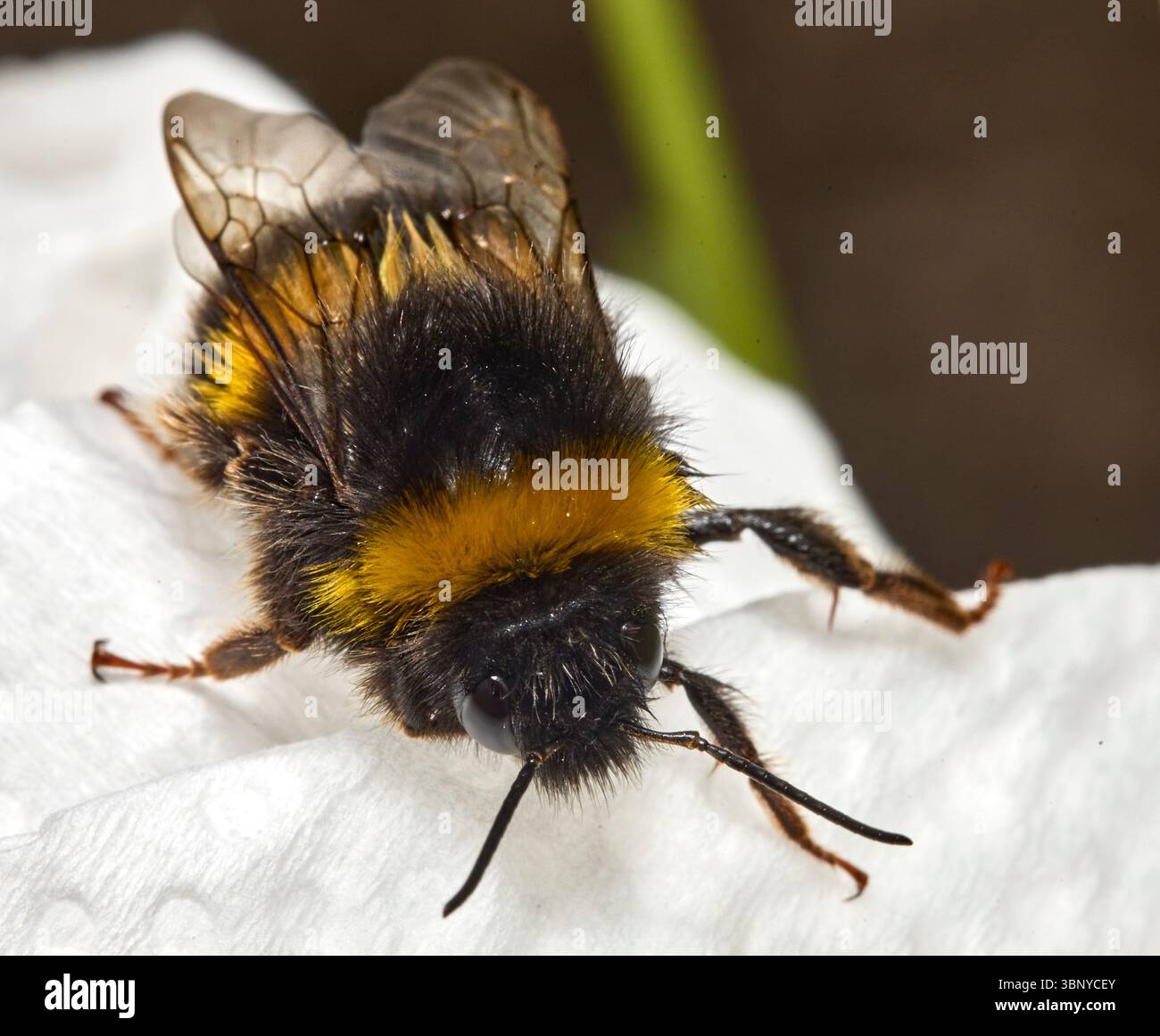 Plan macro de Bumblebee mouillé sur la surface blanche Banque D'Images