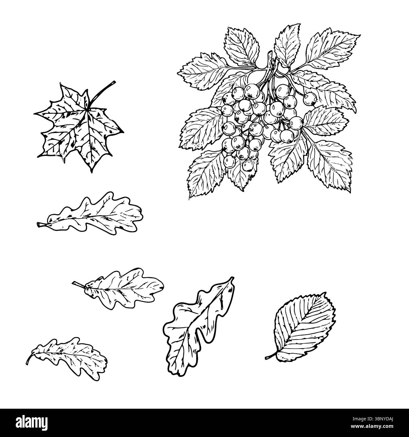Feuilles et brindilles avec des baies sauvages, ensemble de silhouettes, un croquis à l'encre noire et blanche. Illustration vectorielle. Les feuilles d'érable, de chêne, de citron vert et de bouleau s'isolent Illustration de Vecteur