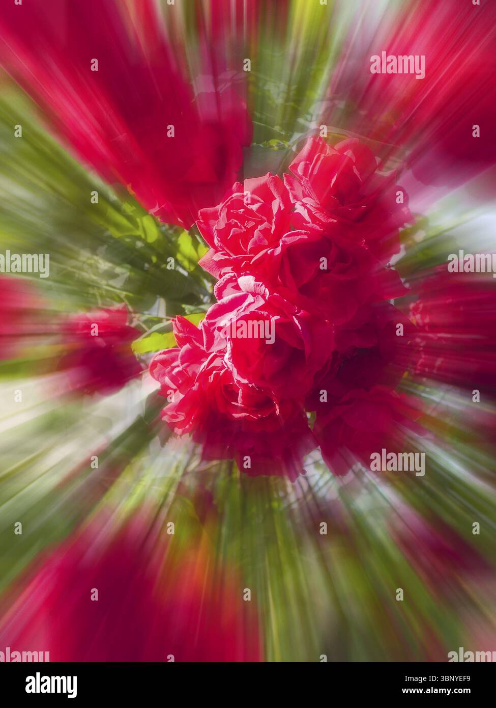 Roses rouges, rose hybride (Rosa hybrida), effet zoom Banque D'Images