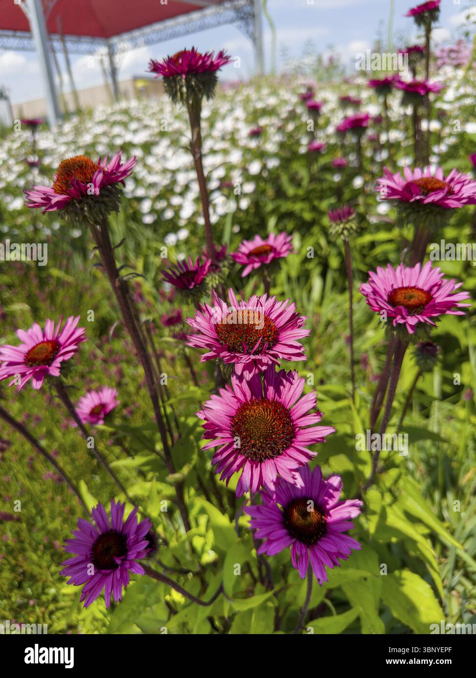 Coneflower pourpre, coneflower rouge, conehead pourpre, coneflower pourpre (Echinacea purpurea) Banque D'Images