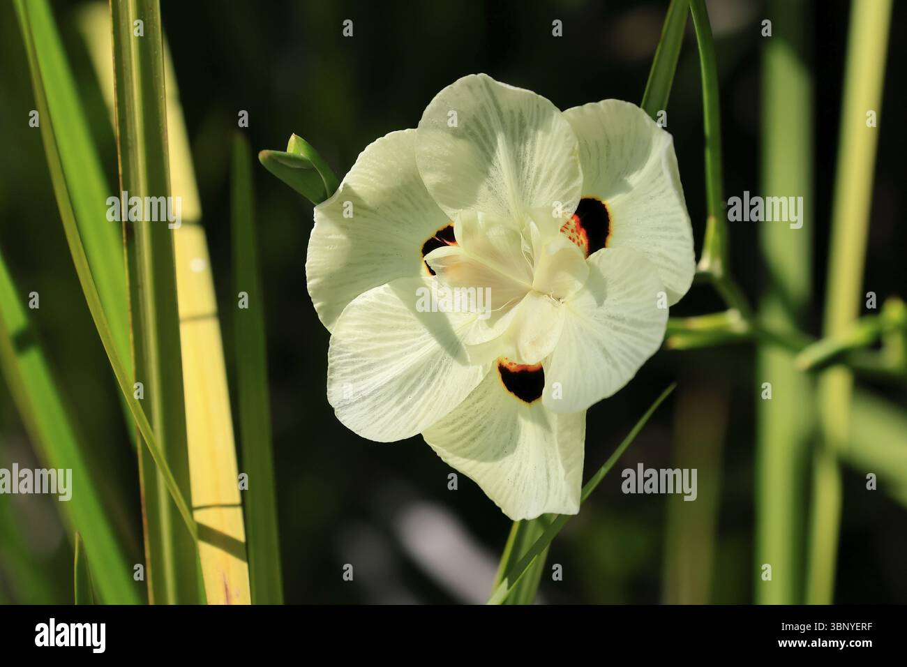 Fleur de paon jaune (Dietes bicolor), fleur, en fleurs, jardins botaniques de Kirstenbosch, le Cap, Afrique du Sud, Afrique Banque D'Images