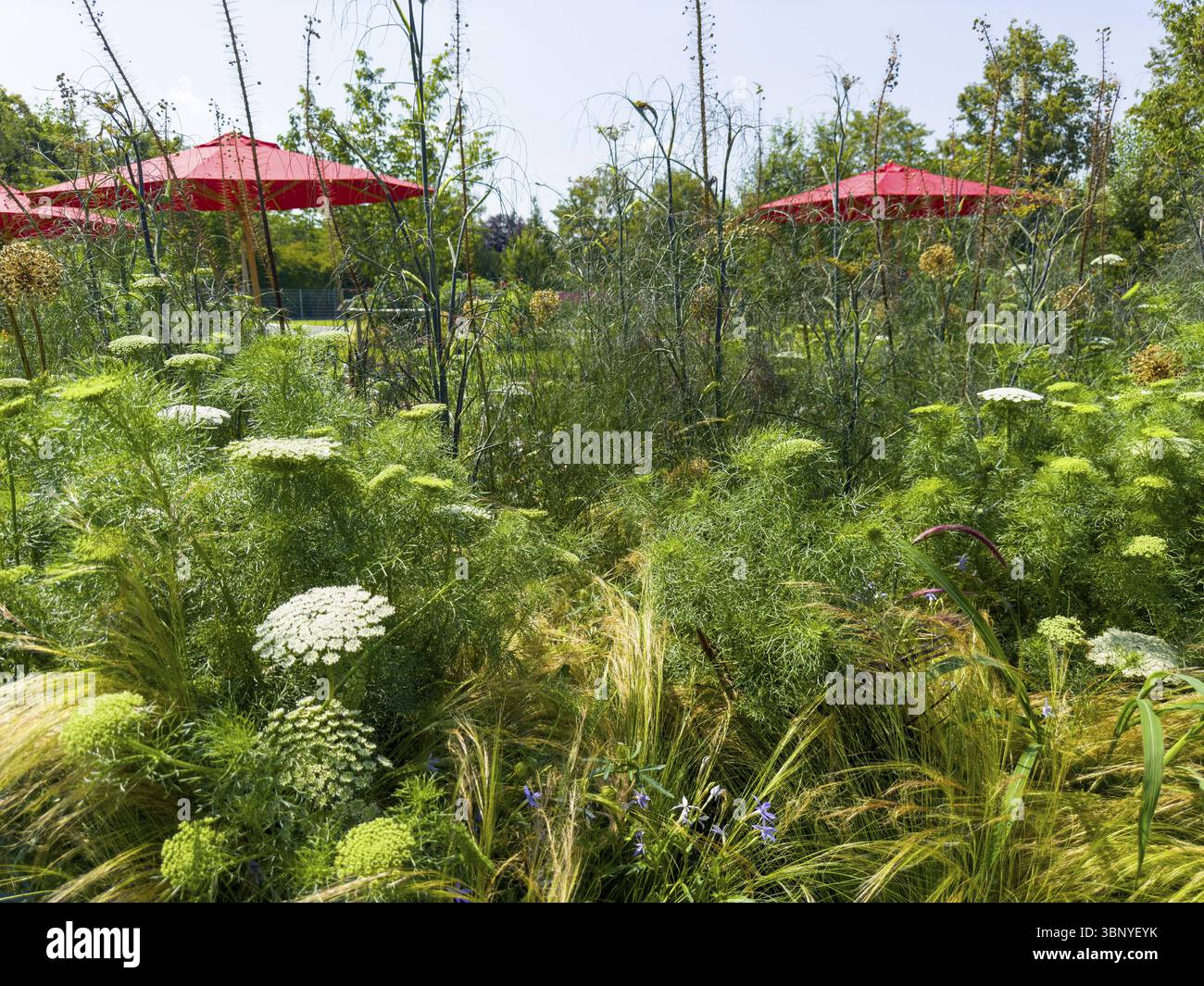 Jardin naturel, parasols rouges à l'arrière Banque D'Images