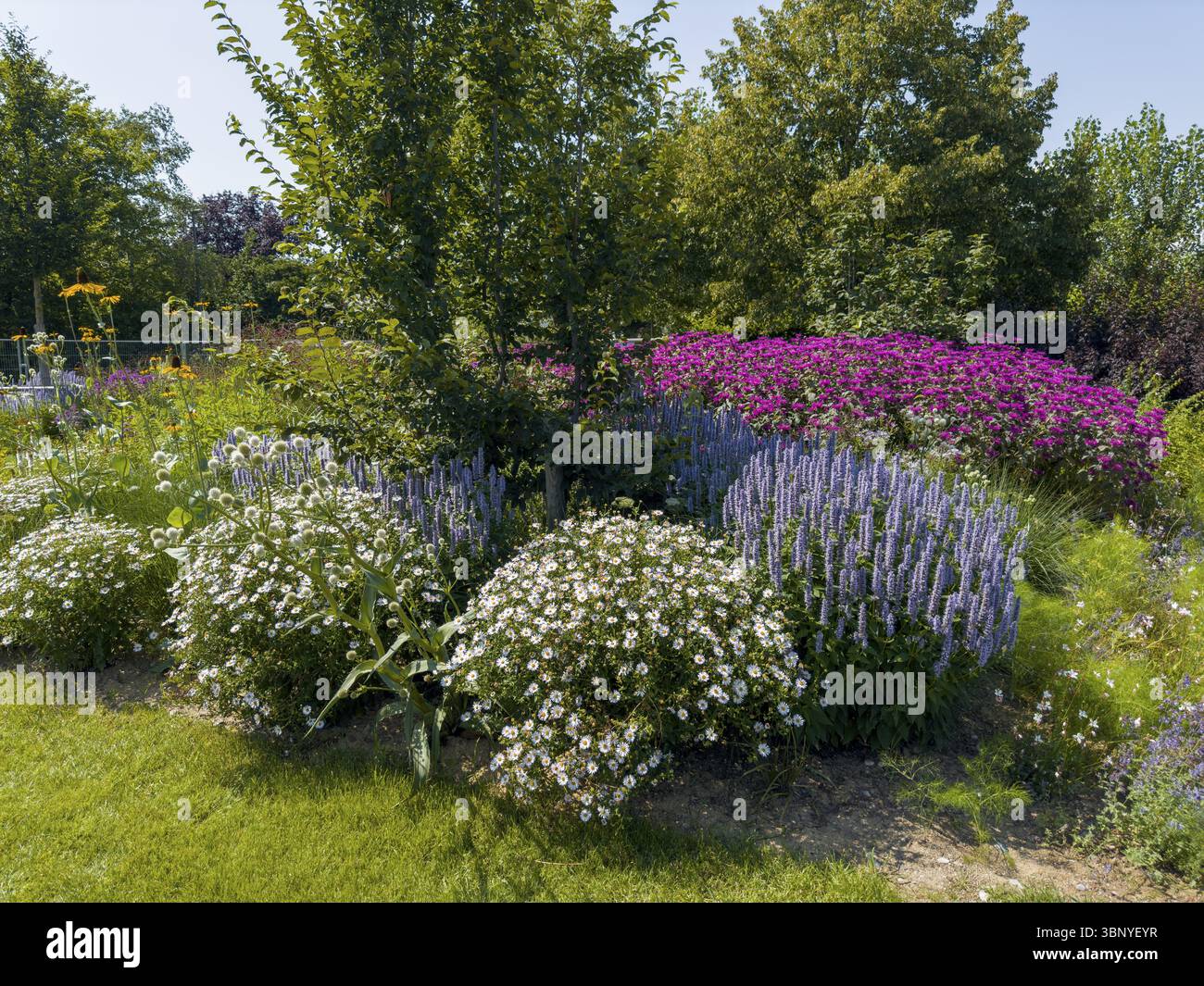 Ortie parfumée, ortie parfumée à l'anis, hysope anis, hysope géant anisé (Agastache foeniculum) et aster à feuilles lisses, Symphyotrichum novi-belgi Banque D'Images