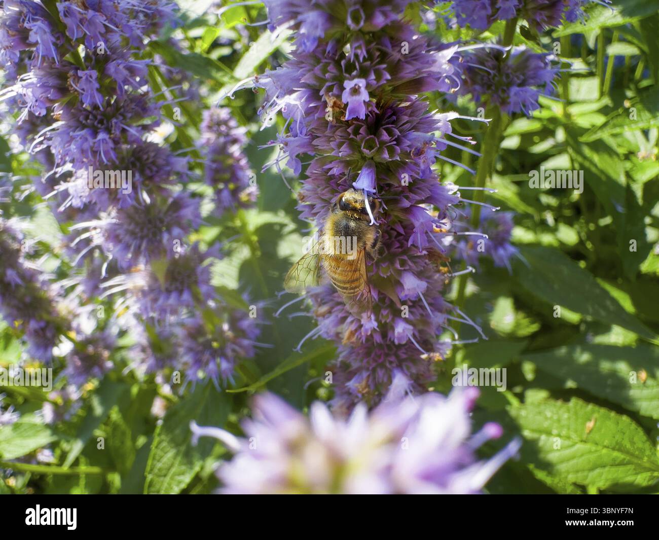 Abeille à miel (Apis) assise sur une ortie parfumée, ortie parfumée anisée, hysope anisée, hysope géante anisée (Agastache foeniculum) Banque D'Images