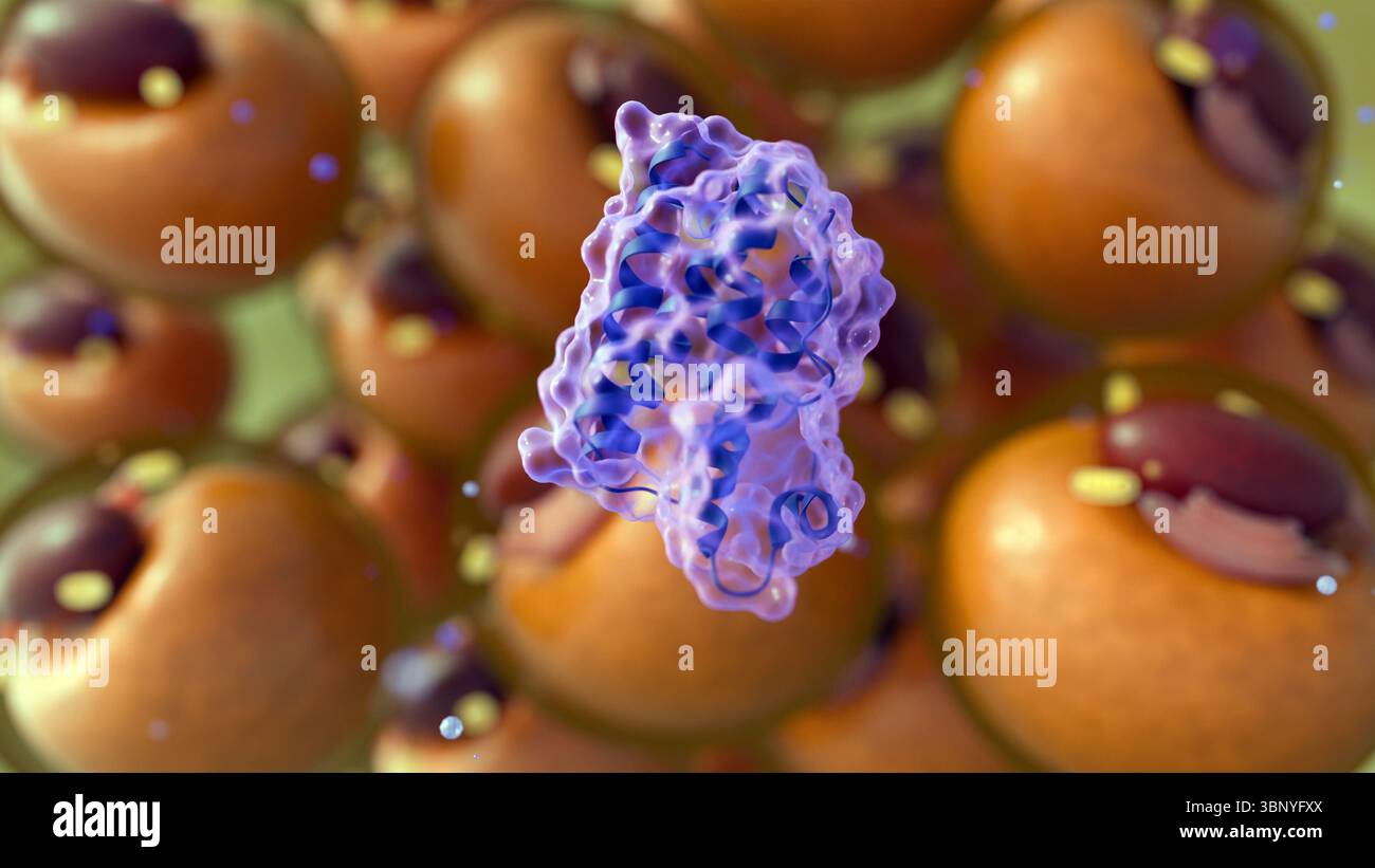 Un rendu 3d des molécules de leptine dispersées et adipocyte ou adipocyte, illustrant leur rôle dans le métabolisme et la régulation de l'énergie. Banque D'Images