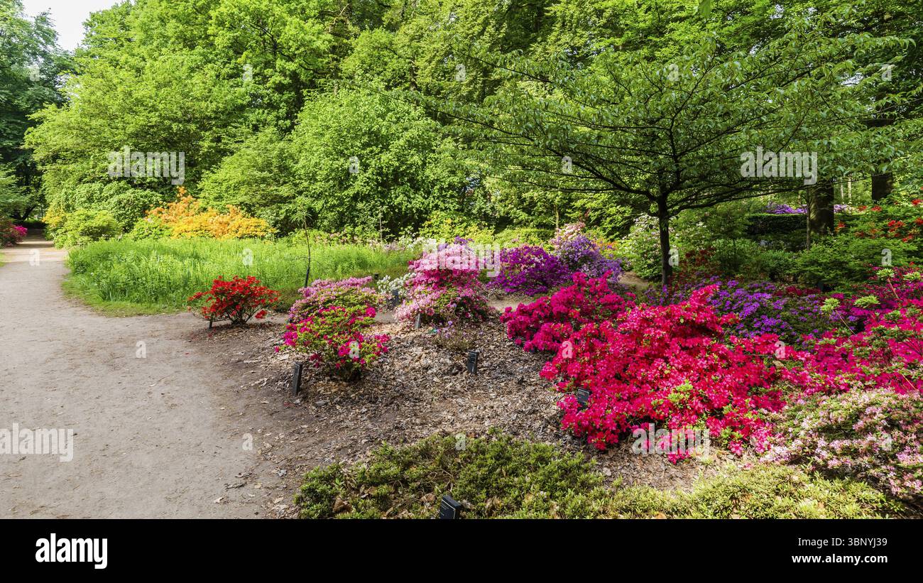 Azalée fleurie colorée dans le parc dans toutes sortes de couleurs Banque D'Images