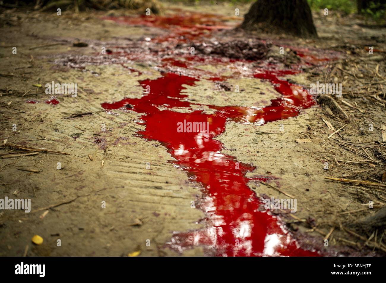 Le sang rouge vif sur le sol de la forêt crée un contraste visuel saisissant Banque D'Images
