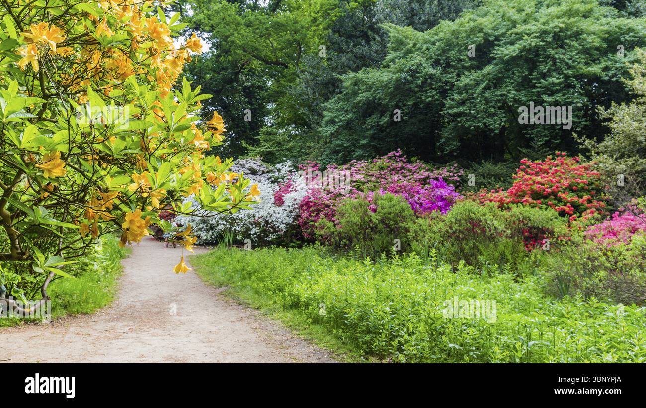 Azalée fleurie colorée dans le parc dans toutes sortes de couleurs Banque D'Images