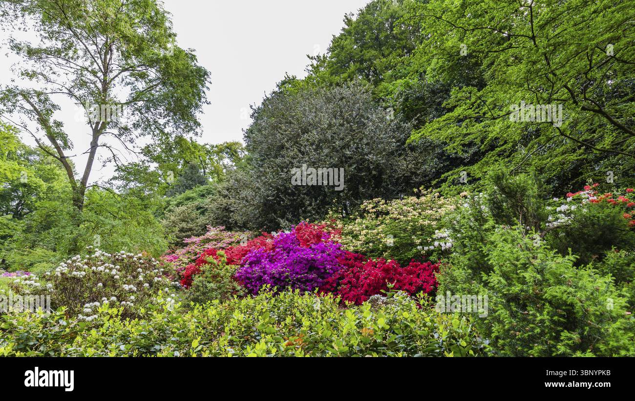 Azalée fleurie colorée dans le parc dans toutes sortes de couleurs Banque D'Images