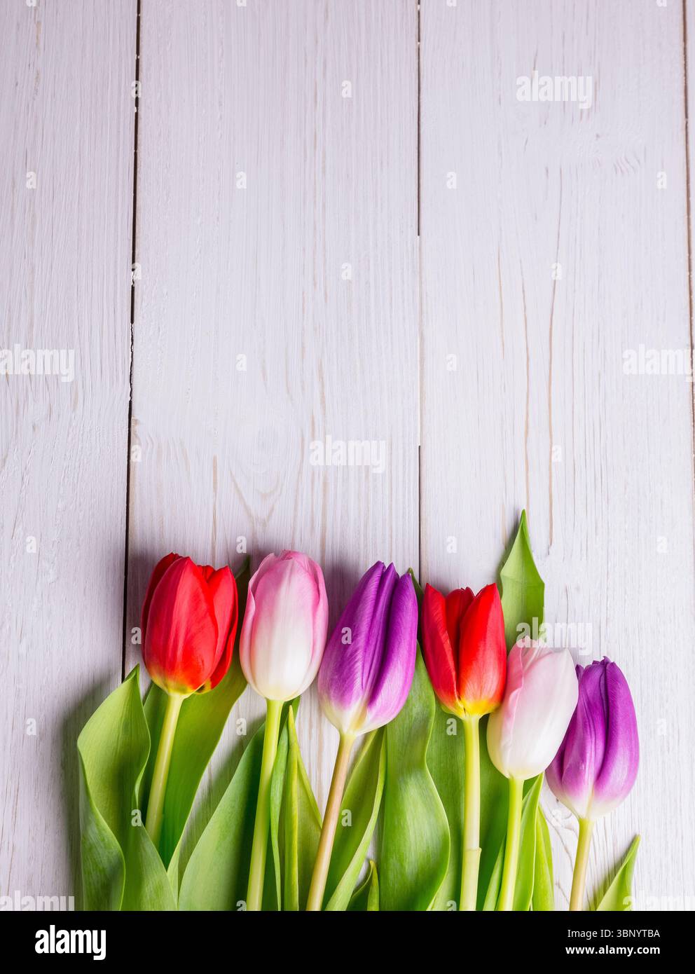 Six fleurs de tulipes reposent dans un design plat sur fond de planche en bois peint blanc, espace de copie Banque D'Images