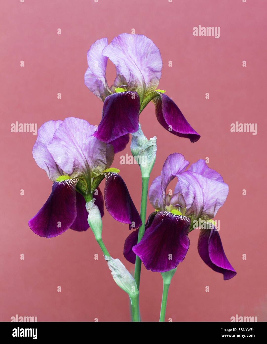 Schoene lila Iris Blumen auf einem dunklen rosa Hintergrund schliessen Banque D'Images