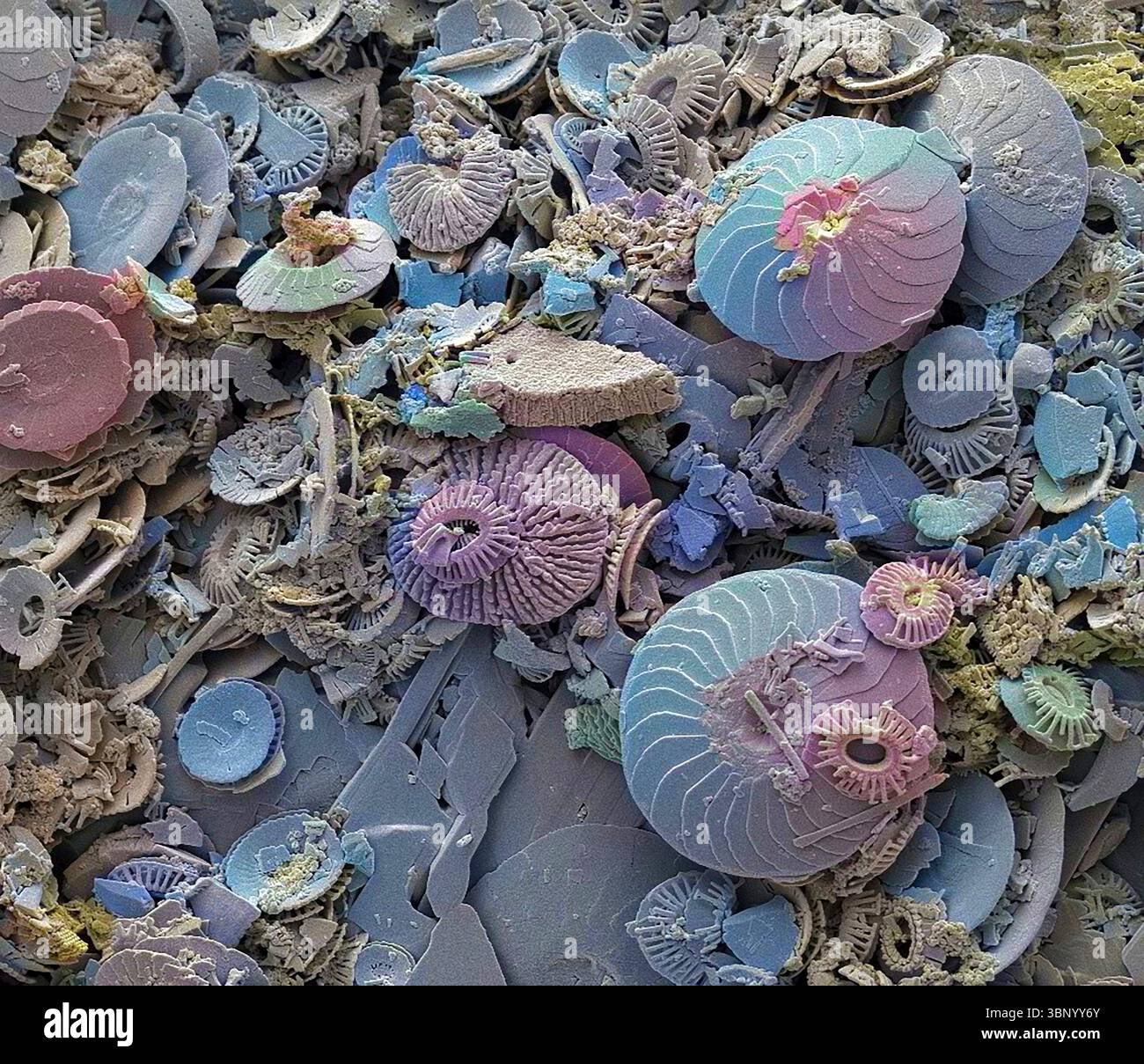 Coccoliths. Micrographie électronique à balayage (MEB) des coccolithes des coccolithophores. Les coccolithophores sont du phytoplancton calcaire et sont entourés d'un squelette (coccosphère) de plaques de carbonate de calcium (coccolithes, montrées ici). Lorsque l'organisme meurt, ces plaques se séparent et s'enfoncent au fond de l'océan. Des plaques individuelles ont été trouvées en grand nombre et peuvent constituer le composant majeur d'une roche particulière, comme la craie d'Angleterre. Grossissement : x100 lorsqu'il est imprimé à 10 centimètres de large. Banque D'Images