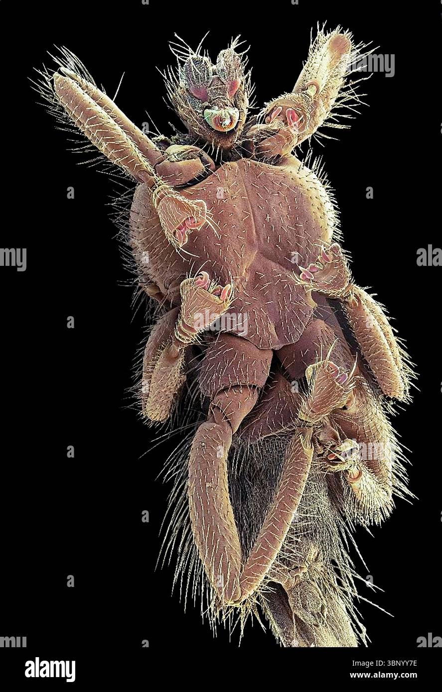 Mouche chauve-souris. Micrographie électronique à balayage couleur (MEB) d'une mouche de chauve-souris (famille des Streblidae). Ces mouches sont des ectoparasites (parasites externes) des chauves-souris. Ils ont de grands pieds qui sont adaptés pour s'accrocher à la fourrure de la chauve-souris. On ne les trouve que dans les tropiques et subtropiques. Les mouches de chauve-souris peuvent transporter divers parasites, y compris des bactéries, des parasites sanguins, des champignons et des virus, ce qui en fait potentiellement des vecteurs de transmission de maladies. Bien qu'elles soient des parasites des chauves-souris, les mouches à chauve-souris ne sont pas connues pour transmettre des maladies aux humains ou être nocives pour les humains. Grossissement : x20 lors de l'impression de 10 centimètres de large. Banque D'Images