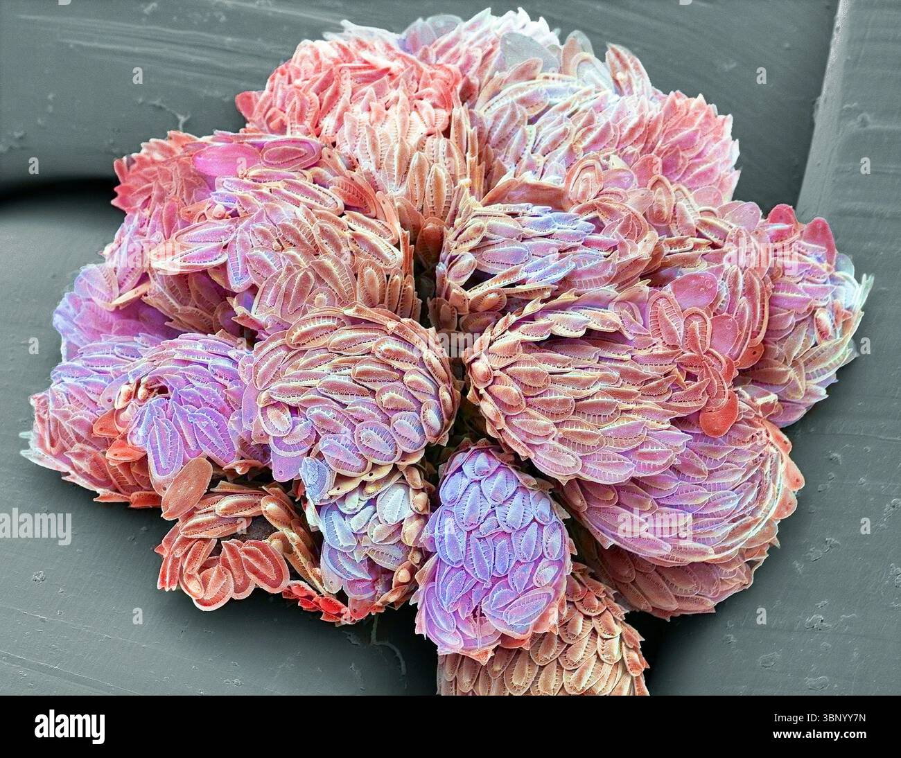 Algue brun doré Synura. Micrographie électronique à balayage d'une colonie. (SEM). Les synuridés sont un petit groupe d'algues brun doré, trouvées principalement dans l'eau douce. Ils sont recouverts d'écailles et d'épines de silicate. Synura se produisent sous forme de colonies sphériques. Plusieurs types d'échelles apparaissent sur la même cellule, en fonction de leur position. Grossissement : x1000, lorsqu'il est imprimé à 10 centimètres de large. Banque D'Images