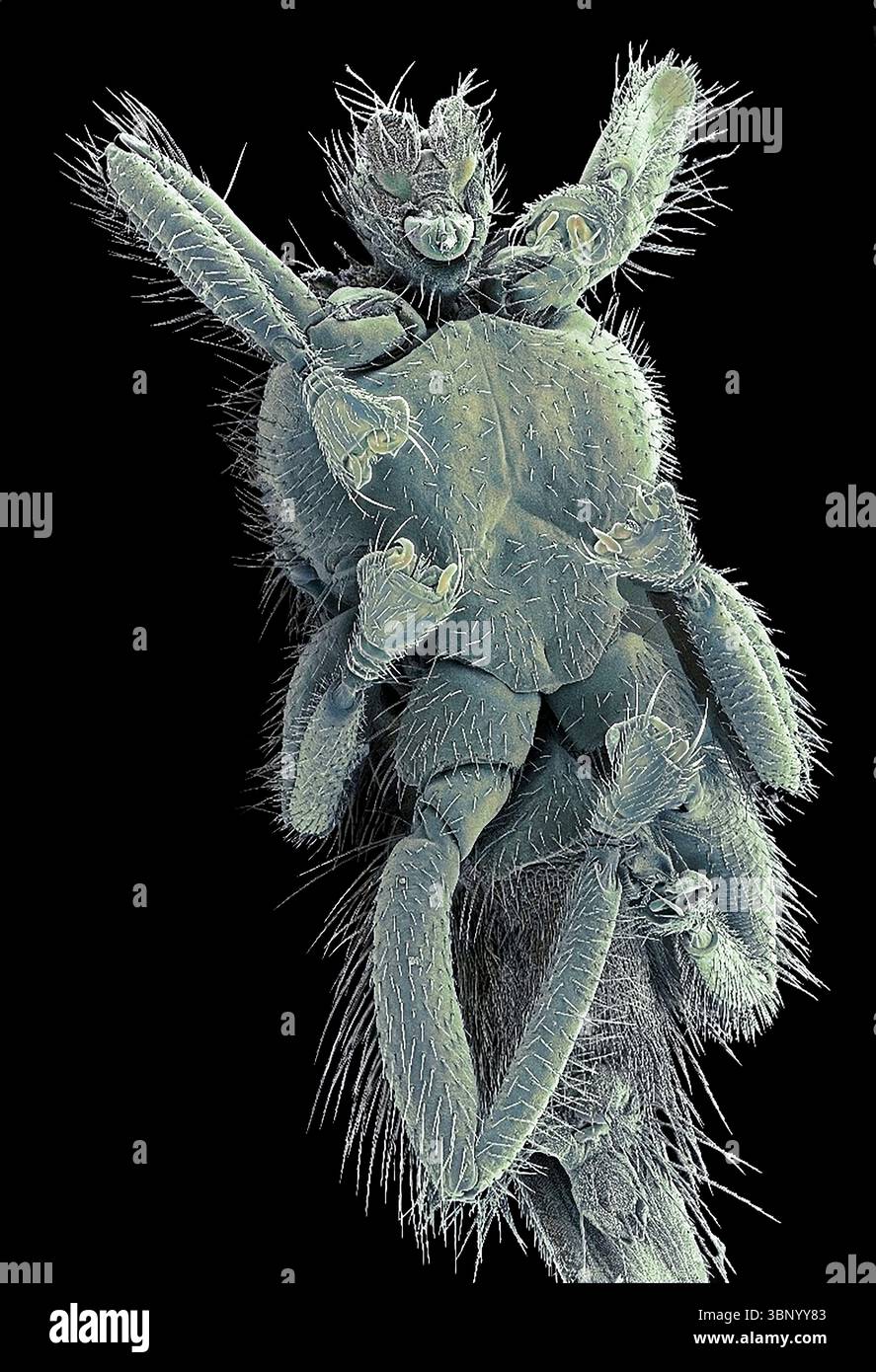 Mouche chauve-souris. Micrographie électronique à balayage couleur (MEB) d'une mouche de chauve-souris (famille des Streblidae). Ces mouches sont des ectoparasites (parasites externes) des chauves-souris. Ils ont de grands pieds qui sont adaptés pour s'accrocher à la fourrure de la chauve-souris. On ne les trouve que dans les tropiques et subtropiques. Les mouches de chauve-souris peuvent transporter divers parasites, y compris des bactéries, des parasites sanguins, des champignons et des virus, ce qui en fait potentiellement des vecteurs de transmission de maladies. Bien qu'elles soient des parasites des chauves-souris, les mouches à chauve-souris ne sont pas connues pour transmettre des maladies aux humains ou être nocives pour les humains. Grossissement : x20 lors de l'impression de 10 centimètres de large. Banque D'Images