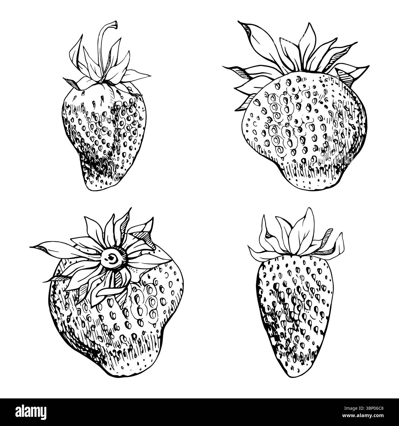 Fraise fruit mûr avec des feuilles réceptacle de couronne sur la tige à la main dessinée dans l'encre vectorielle, fraise de jardin. Illustration botanique isolée. Domicile Illustration de Vecteur