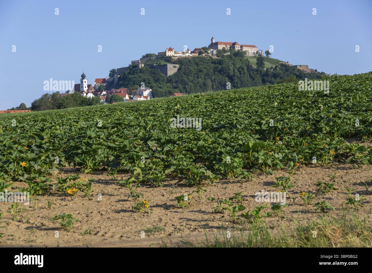 Zone agricole, zone de culture, derrière le Riegersburg, château médiéval, Riegersburg, région volcanique de Styrie, Styrie, Autriche, Europe Banque D'Images