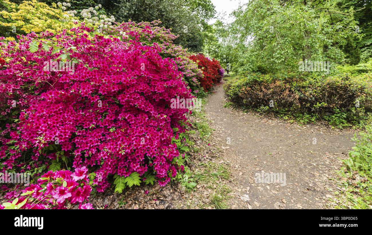 Des fleurs d'azalée colorées le long d'un sentier naturel dans le parc Banque D'Images