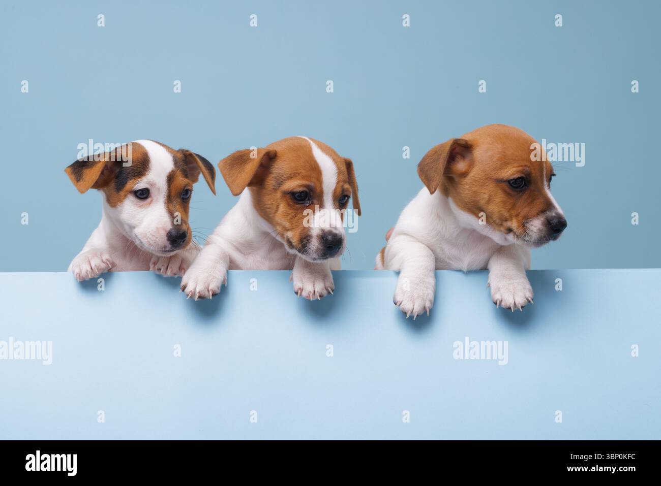 Trois adorables chiots Jack Russell posant ensemble, symbolisant l'énergie ludique, un mode de vie sain et la compagnie. Banque D'Images
