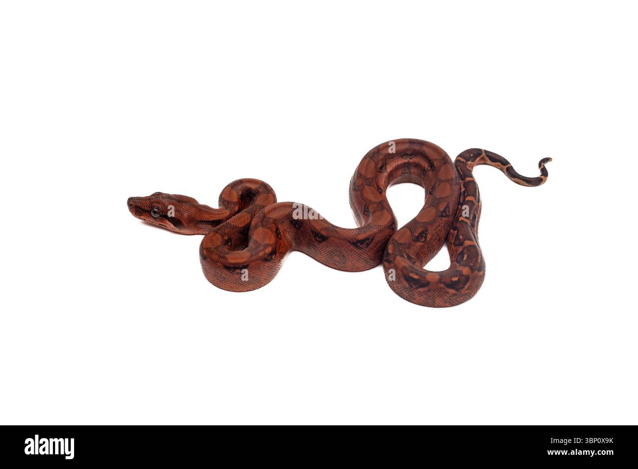 Gros plan de bébé sang boa constrictor glissant sur fond blanc Banque D'Images