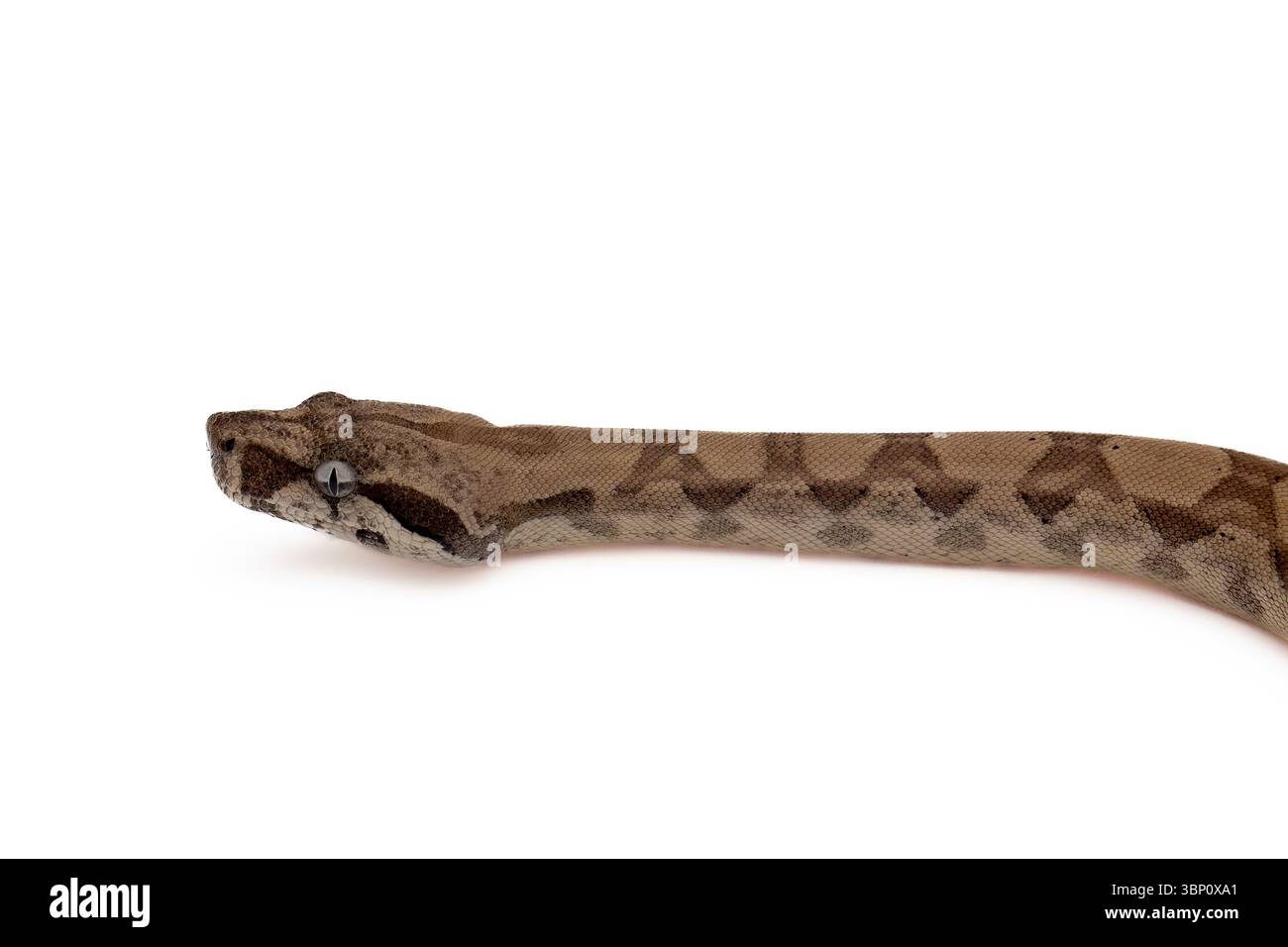 Profil d'un jeune Constrictor de Boa fantôme sur fond blanc Banque D'Images