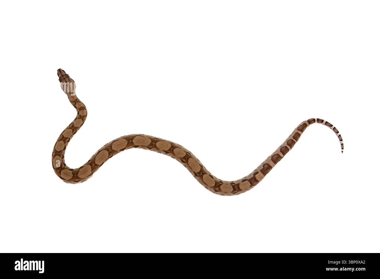 Jeune Boa Constrictor glissant sur fond blanc – vue de dessus de Ghost Morph Snake Banque D'Images