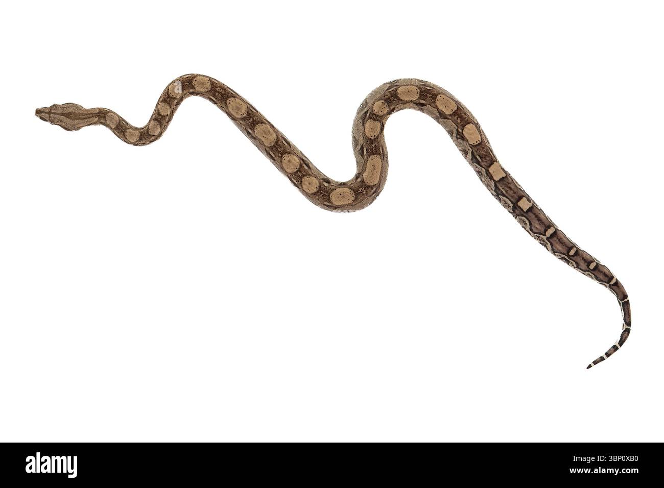 Jeune Boa Constrictor (Boa Imperator) isolé sur fond blanc Banque D'Images
