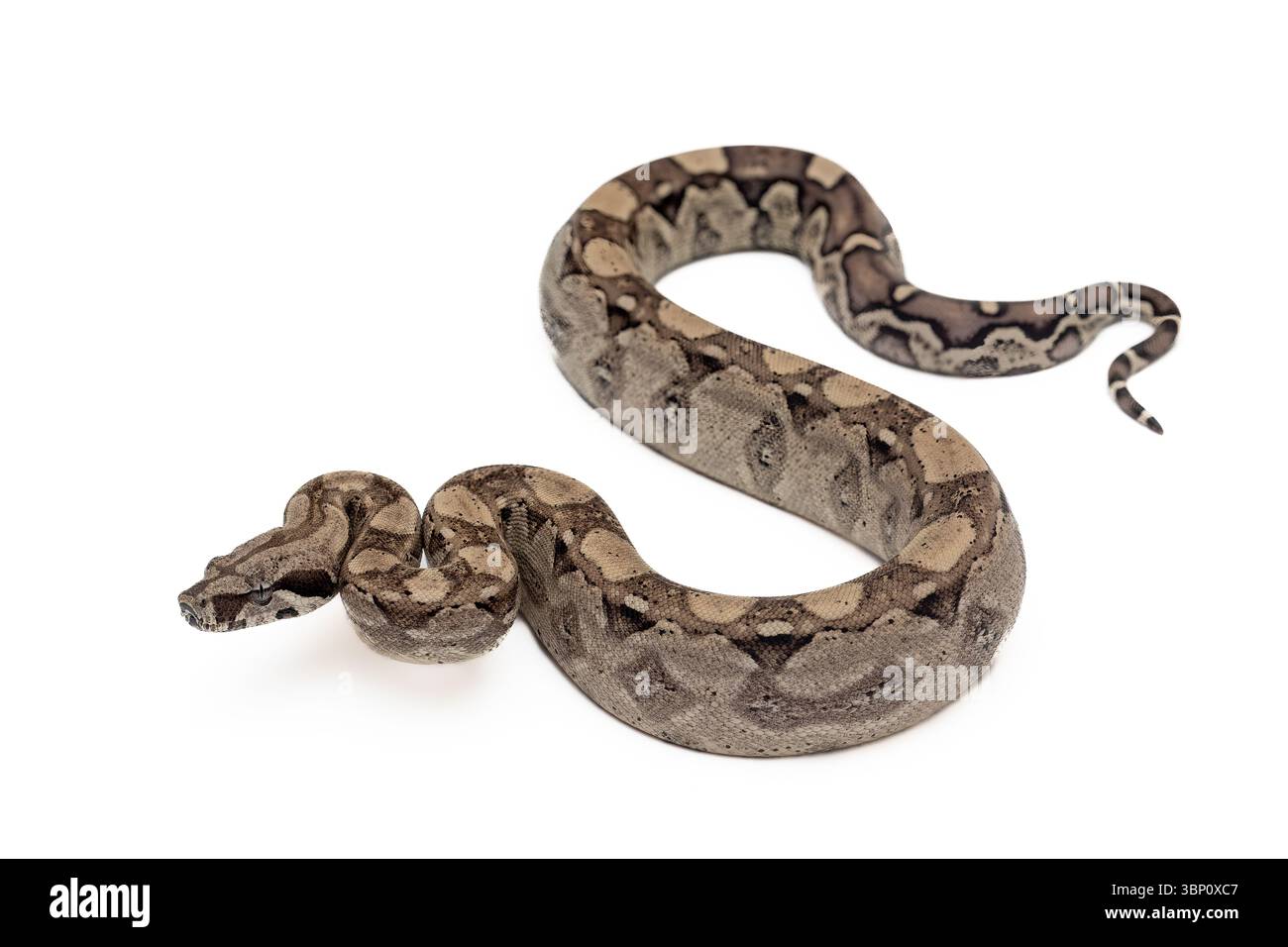 Jeune Anery Boa Constrictor (Boa Imperator) isolé sur fond blanc Banque D'Images