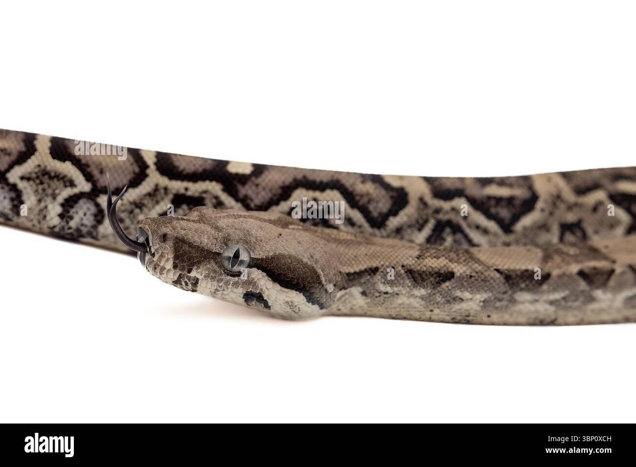 Gros plan de serpent anery boa constrictor avec langue sur fond blanc Banque D'Images