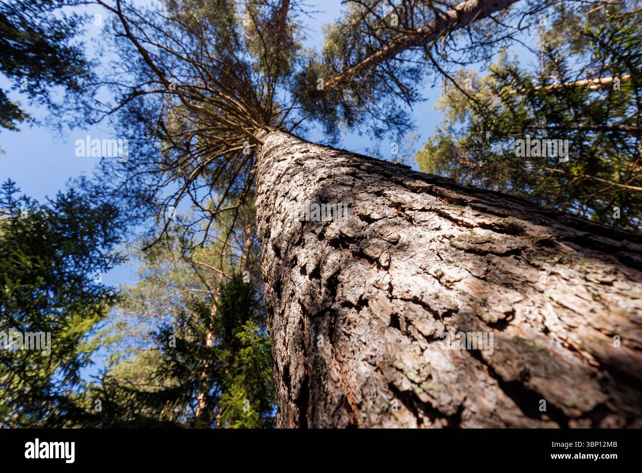 Vue rapprochée floue du tronc et de l'écorce du vieux pin (pinus sylvestris) en croissance européenne, Finlande Banque D'Images