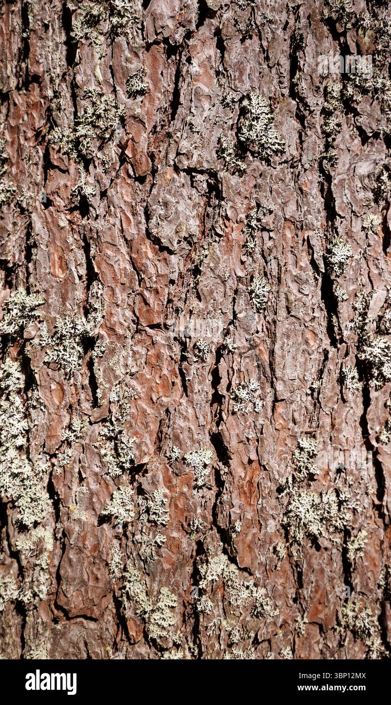 Gros plan sur le tronc et l'écorce du vieux pin (pinus sylvestris) en croissance européenne, Finlande Banque D'Images