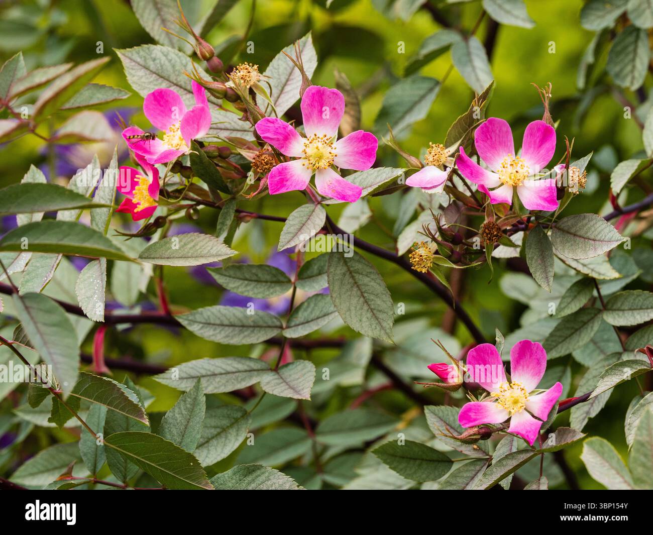 Roses, fleurs du début de l'été et feuillage glauceux de l'espèce rustique rose Rosa glauca Banque D'Images