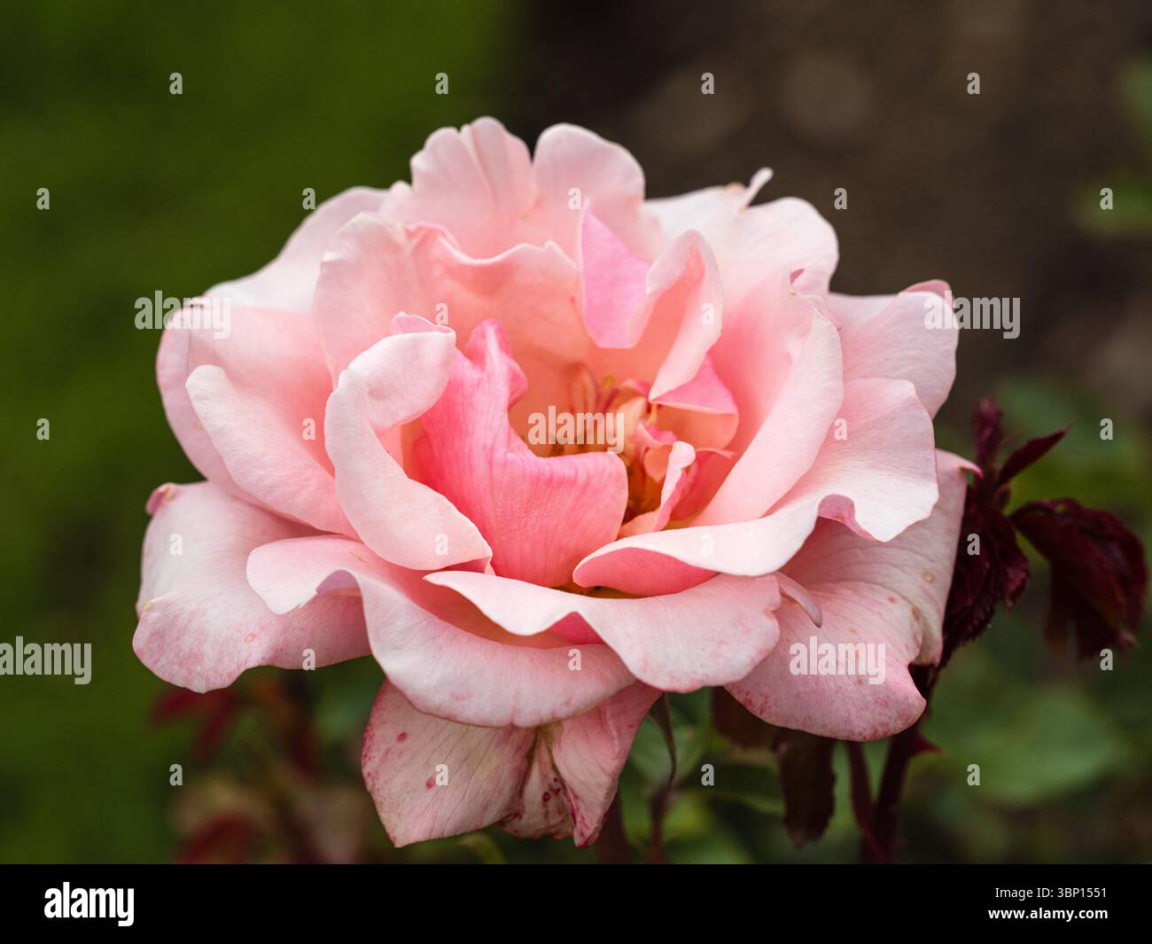 Rose double fleur de la rose floribunda caduque rustique, floraison estivale, Rosa 'Valentine Heart' Banque D'Images