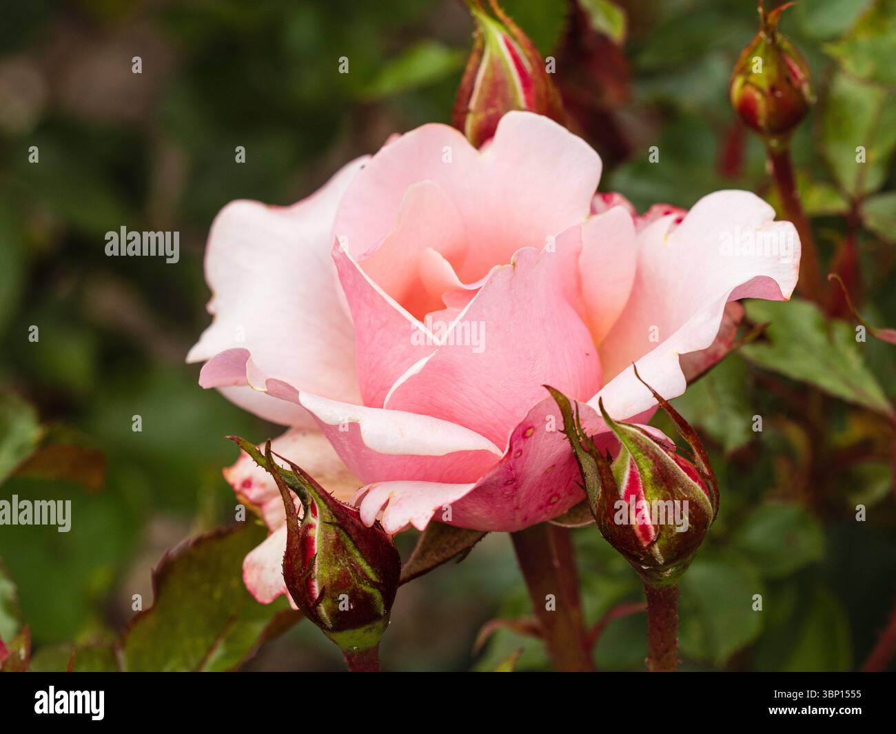 Rose double fleur de la rose floribunda caduque rustique, floraison estivale, Rosa 'Valentine Heart' Banque D'Images