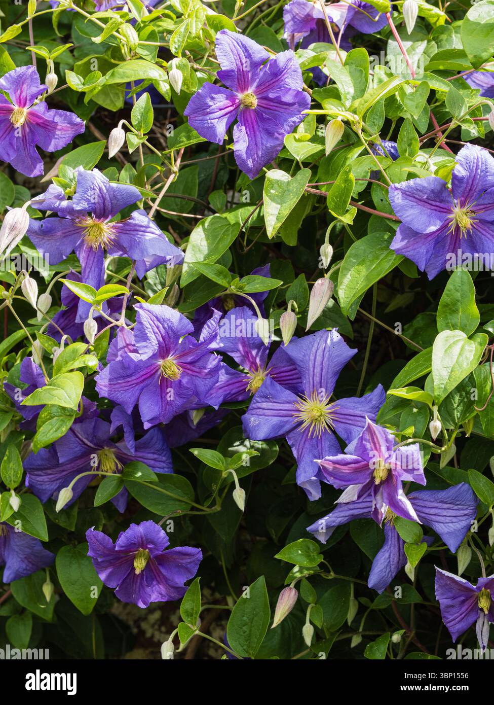 Fleurs d'été bleu violet du grimpeur à feuilles caduques robuste Clematis 'Perle d'Azur' Banque D'Images