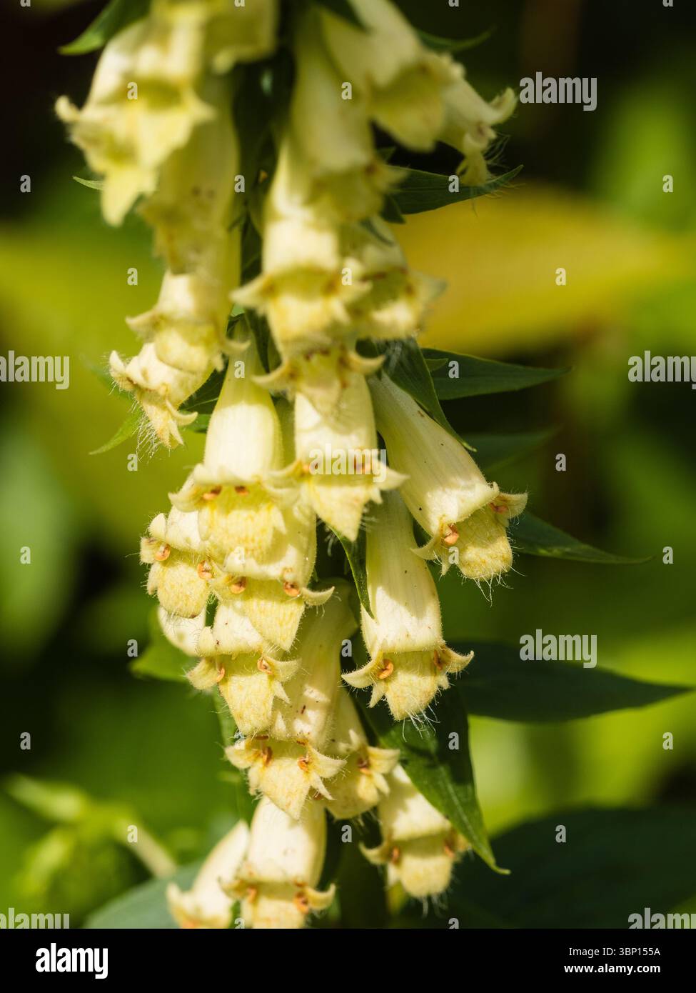 Fleurs jaunes tubulaires du rude foxglove de paille vivace fleuri d'été, Digitalis lutea Banque D'Images
