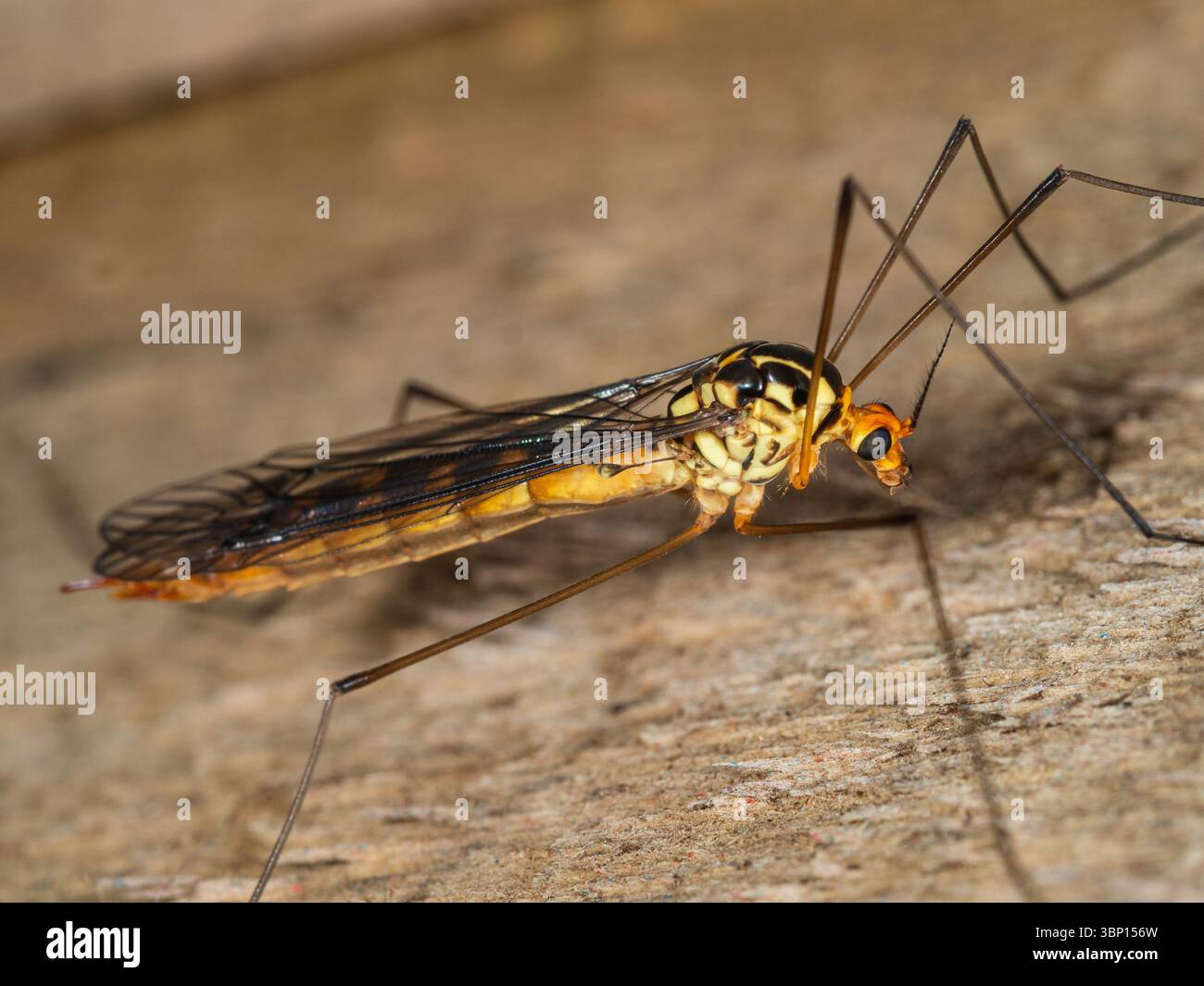 Adulte beaucoup de tigres bagués cranefly, Nephrotoma flavipalpis, reposant sur une clôture dans un jardin britannique Banque D'Images