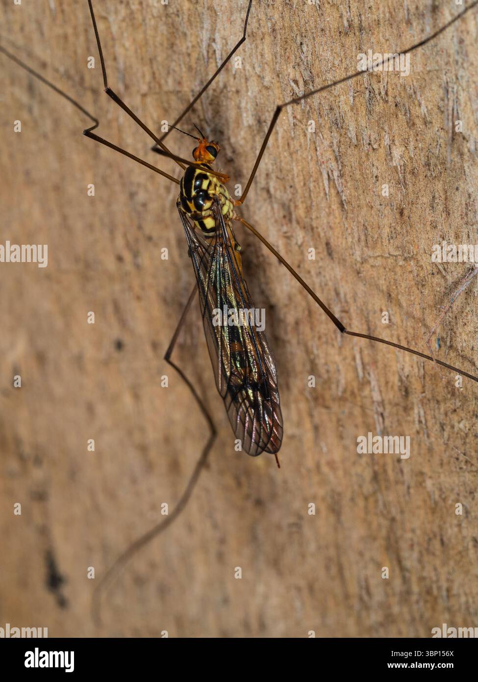 Adulte beaucoup de tigres bagués cranefly, Nephrotoma flavipalpis, reposant sur une clôture dans un jardin britannique Banque D'Images